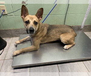 German Shepherd Dog-Unknown Mix Dogs for adoption in Grand Prairie, TX, USA