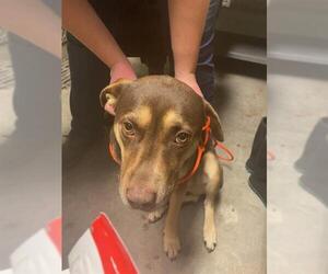 American Pit Bull Terrier-Unknown Mix Dogs for adoption in Stockton, CA, USA