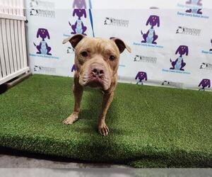 American Pit Bull Terrier Dogs for adoption in Orlando, FL, USA