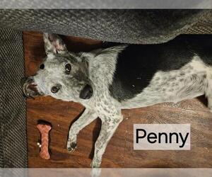 Mutt Dogs for adoption in Oklahoma City, OK, USA