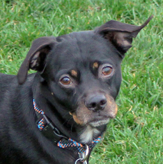 Cairn Terrier-Miniature Pinscher Mix Dogs for adoption in Antioch, CA, USA