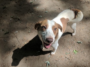 Beagle Dogs for adoption in Armonk, NY, USA
