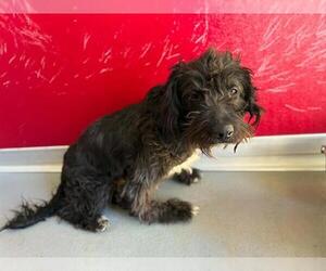 Poodle (Standard)-Unknown Mix Dogs for adoption in Visalia, CA, USA