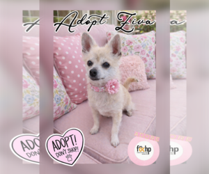 Cairn Terrier Dogs for adoption in Menifee, CA, USA