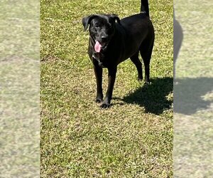 Labrador Retriever-Unknown Mix Dogs for adoption in Eastman, GA, USA