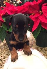 Medium Photo #1 Dachshund Puppy For Sale in North Richland Hills, TX, USA