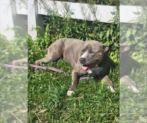 American Staffordshire Terrier Dogs for adoption in Derwood, MD, USA