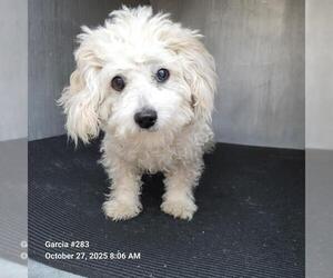 Maltese-Unknown Mix Dogs for adoption in San Antonio, TX, USA