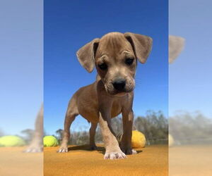 Bulldog-Chihuahua Mix Dogs for adoption in Tarrytown, GA, USA
