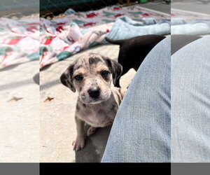 Catahoula Leopard Dog-Unknown Mix Dogs for adoption in Tracy City, TN, USA