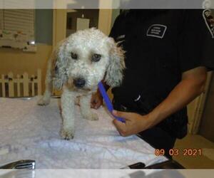 Poodle (Standard) Dogs for adoption in Riverside, CA, USA