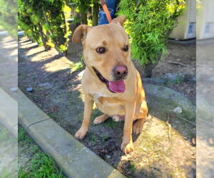 Rhodesian Ridgeback-Unknown Mix Dogs for adoption in Long Beach, CA, USA