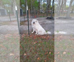 Great Pyrenees Dogs for adoption in Eastman, GA, USA