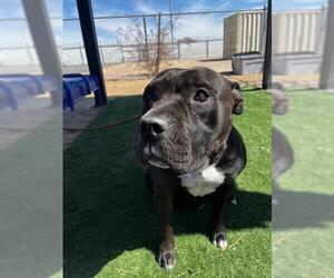 Staffordshire Bull Terrier-Unknown Mix Dogs for adoption in HESPERIA, CA, USA