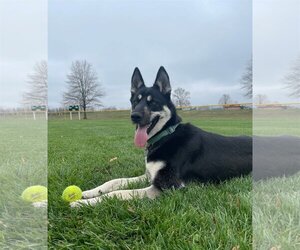 German Shepherd Dog-Huskies  Mix Dogs for adoption in Spotsylvania, VA, USA