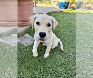 Golden Retriever-Unknown Mix Dogs for adoption in Fort Worth, TX, USA