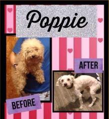 Poodle (Miniature) Dogs for adoption in Mission, KS, USA