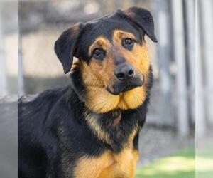 Shepweiller Dogs for adoption in Camarillo, CA, USA