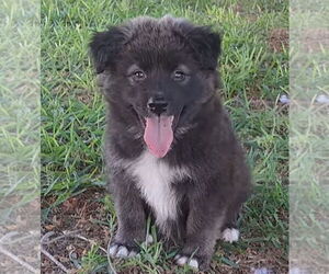 Shollie Dogs for adoption in Lakewood, CO, USA