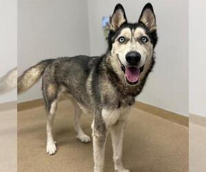 Siberian Husky Dogs for adoption in Aurora, CO, USA
