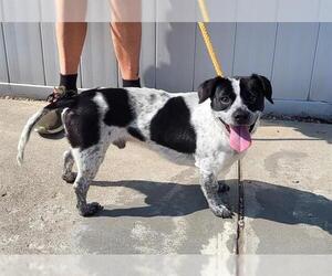 Mutt Dogs for adoption in Louisville, KY, USA