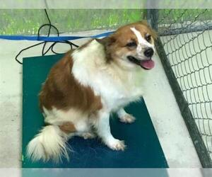 Mutt Dogs for adoption in Green Cove Springs, FL, USA
