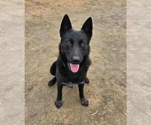 German Shepherd Dog Dogs for adoption in Sacramento, CA, USA