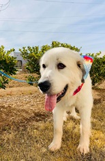 Great Pyrenees Dogs for adoption in Southampton, NY, USA