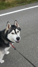 Siberian Husky-Unknown Mix Dogs for adoption in Juneau, AK, USA