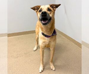German Shepherd Dog-Unknown Mix Dogs for adoption in Aurora, CO, USA