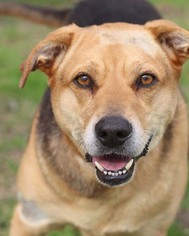 Medium Photo #2 Beagle-Unknown Mix Puppy For Sale in San Antonio, TX, USA
