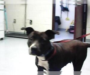 American Pit Bull Terrier Dogs for adoption in Fayetteville, NC, USA