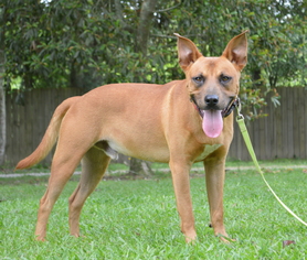 Black Mouth Cur Dogs for adoption in Lafayette, LA, USA
