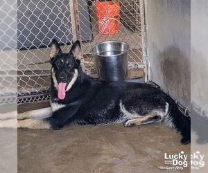 German Shepherd Dog-Unknown Mix Dogs for adoption in Washington, DC, USA