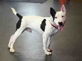 Bull Terrier Dogs for adoption in Scotia, NY, USA