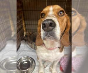 Bagle Hound Dogs for adoption in Richmond, IN, USA