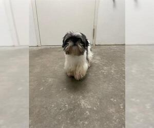 Shih Tzu Dogs for adoption in Rosenberg, TX, USA