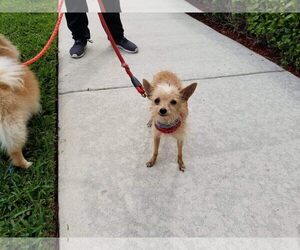 Chihuahua-Unknown Mix Dogs for adoption in Miami, FL, USA