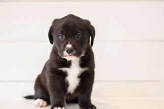 Labrador Retriever-Unknown Mix Dogs for adoption in Mobile, AL, USA