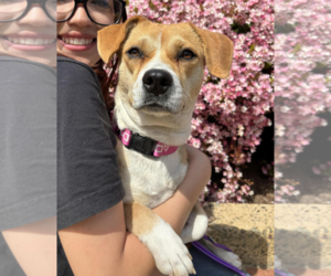 Mutt Dogs for adoption in Fresno, CA, USA