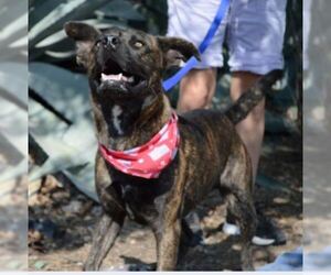 Boxer-Dutch Shepherd  Mix Dogs for adoption in Von Ormy, TX, USA