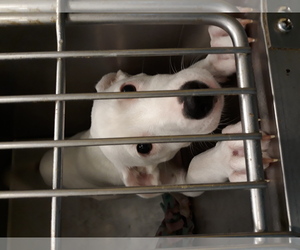 Dalmatian Dogs for adoption in Chico, CA, USA