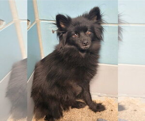 Pomeranian-Unknown Mix Dogs for adoption in Lakewood, CO, USA
