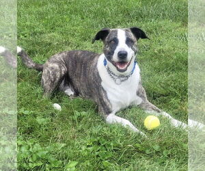 Mountain Cur-Unknown Mix Dogs for adoption in Batavia, OH, USA