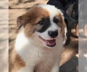 Pyrenees Husky Dogs for adoption in Cottonwood, AZ, USA