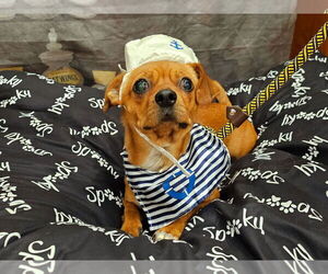 Chihuahua-Unknown Mix Dogs for adoption in Victorville, CA, USA