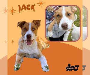 Boxer-Unknown Mix Dogs for adoption in Lindsay, CA, USA