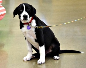 Borador Dogs for adoption in Munford, TN, USA