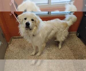 Great Pyrenees Dogs for adoption in Pueblo, CO, USA