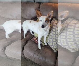 Mutt Dogs for adoption in Des Moines, IA, USA